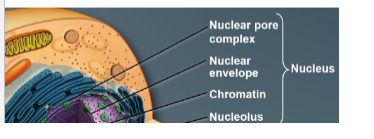 <p>organelle</p><p>nuclear pore complex</p><p>nuclear envelope</p><p>chromatin</p><p>nucleolus</p><p>nuceloplasm</p>