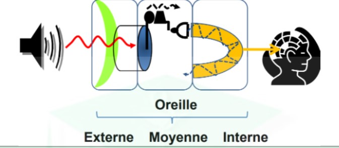 <ul><li><p>ses 3 parties vont reconnaître des vibrations grâce aux ondes de compression de l&apos;air</p></li><li><p>vibrations créant un mvmt liquidien/influx nerveux à l&apos;origine de l&apos;audition grâce au bougement des osselets</p></li></ul>