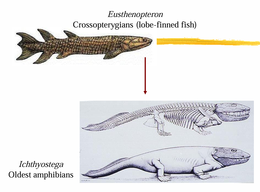 <p>Devonian Period (408-360 Ma)</p>