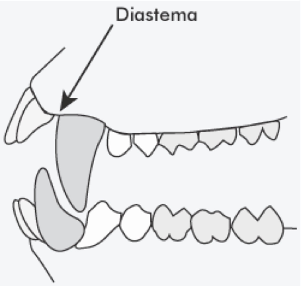<p>space in upper jaw to accomodate lower canine</p>