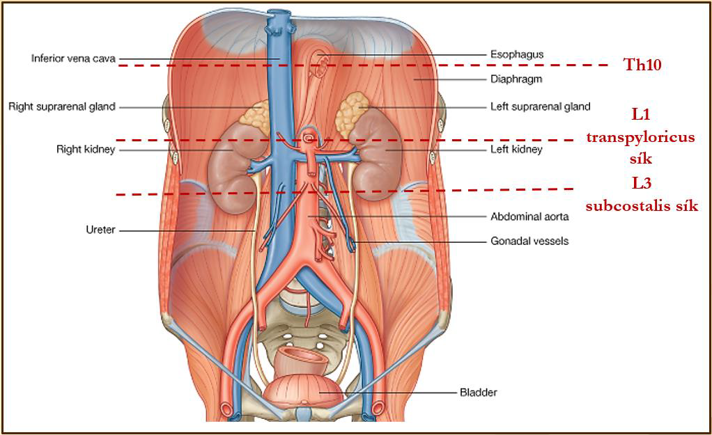 <p>A vesék retroperitonealisan helyezkednek el a gerinc és a nagyerek (hasi aorta, vena cava inferior) két oldalán. Medialis helyzetű behúzódásuk, azaz kapujuk az L2-es csigolya magasságába esik: a máj lefelé kényszerítő hatása miatt a jobb vese kapuja az L2 alsó széle, a bal veséjé az L2 felső széle magasságában van.</p>