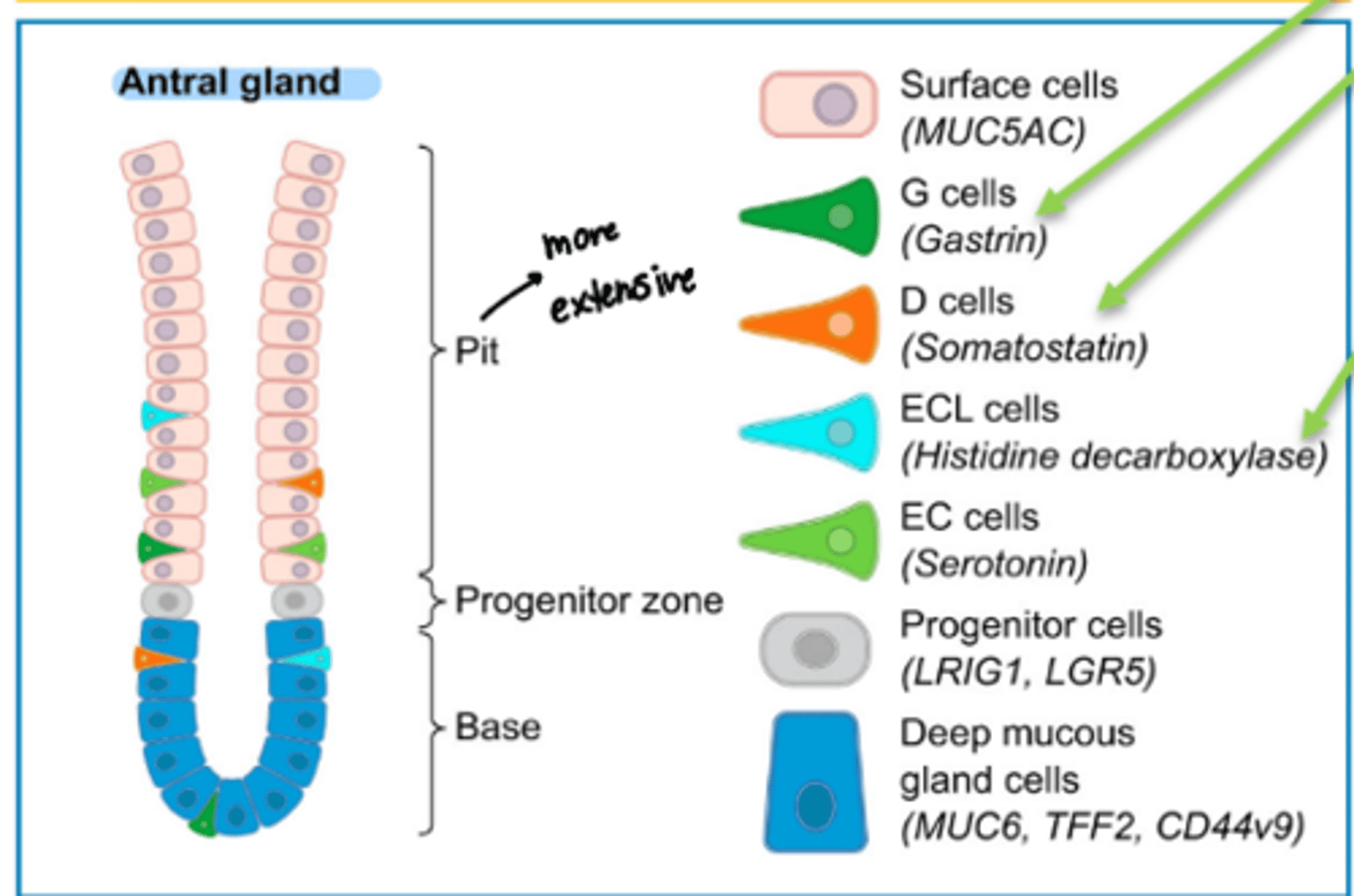 <p>pit, progenitor zone, and base</p>