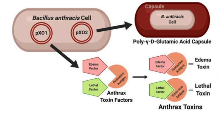 <ul><li><p>pXO1</p></li><li><p>pXO2</p></li><li><p>biofilm formation</p></li><li><p>toxins</p><ul><li><p>edema toxin</p></li><li><p>lethal toxin</p></li></ul></li><li><p>capsule</p></li></ul><p></p>