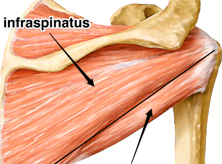 <p>Teres Minor</p>
