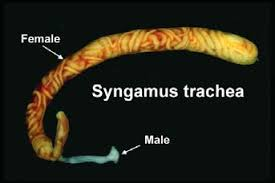 <p>Syngamus trachea</p>