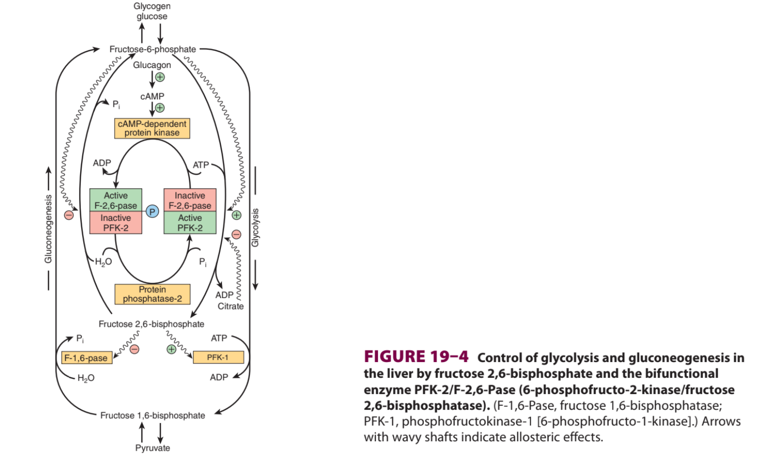 <p>Regulador da fosfofrutocinase (glicolise) e fosfatase da frutose-1,6-bifosfato (gliconeogenese), ativando uma e inibindo a outra, regulando as vias metabólicas</p>