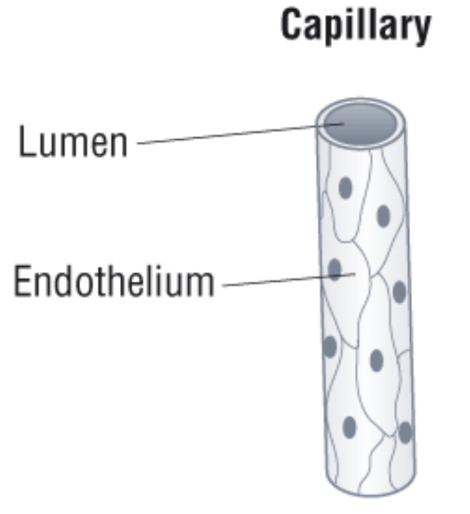 capillary