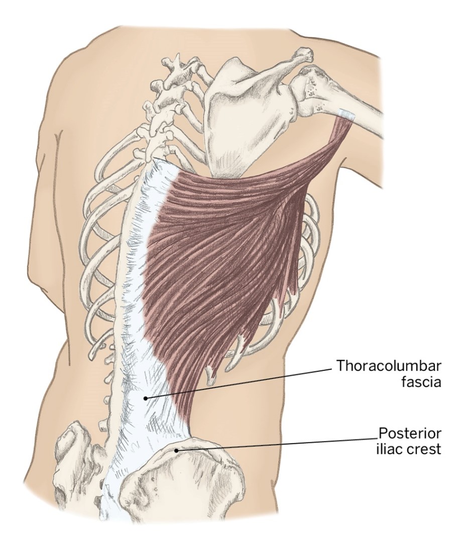 <p>O- Posterior Iliac Crest &amp; Spinous processes of throacic &amp; lumbar vertebrae</p><p>I- Intertubercular Groove of the humerus</p><p>A- Shoulder extension, adduction, &amp; medial rotation</p>