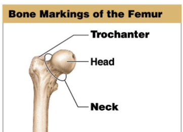 <p>The expanded proximal end of a bone that forms part of a joint.</p>
