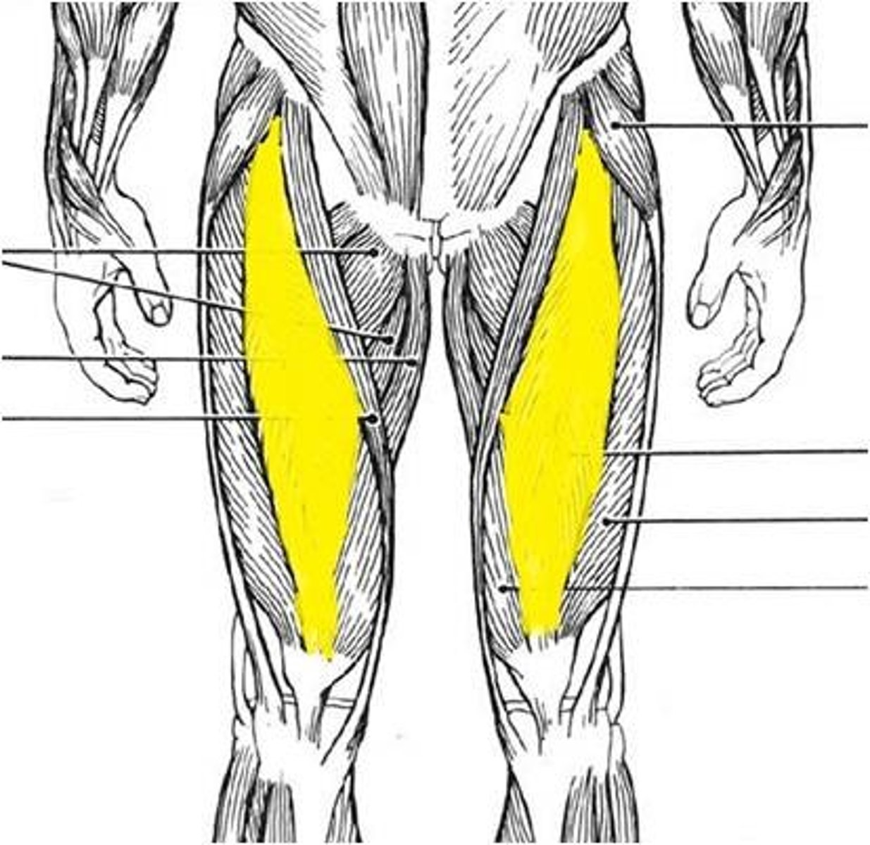 <p>Contains quadriceps muscles and sartorius. all innervated by the femoral nerve.</p><ul><li><p>Rectus femoris: Origin- ilium bone</p></li><li><p>Vastus lateralis, vastus intermedius, vastus medialis: Origin- femur bone.</p></li><li><p>Action = hip flexion and knee extension</p></li></ul><p>Sartorius:</p><ul><li><p>longest muscle in the body. Action: external rotation of hip, knee flexion, sitting cross-legged</p></li></ul><p></p>