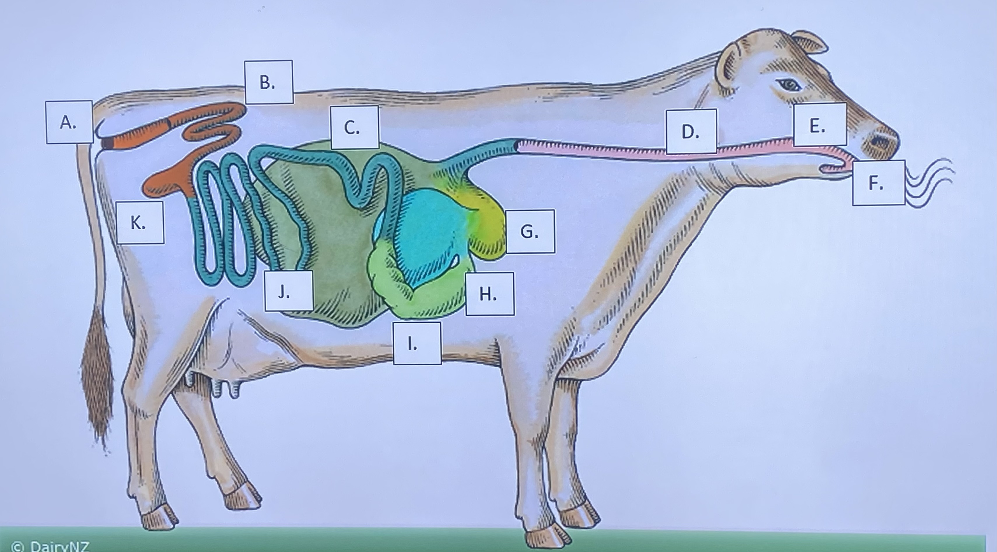 <p>Ruminant - Reticulum (G)</p>