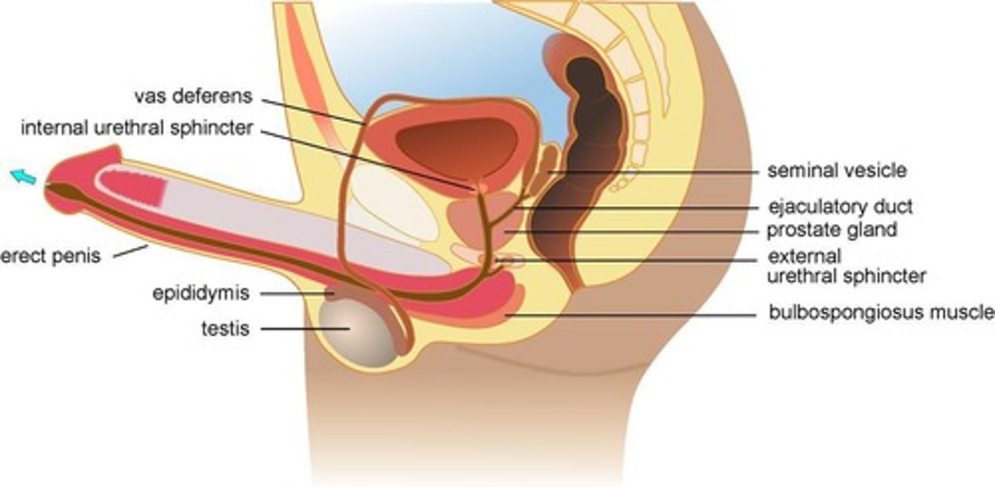 <p>It is responsible for sperm maturation, storage, and development of motility.</p>