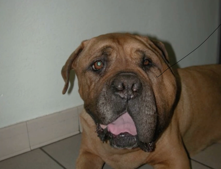 <p>what is this dog suffering from?</p>