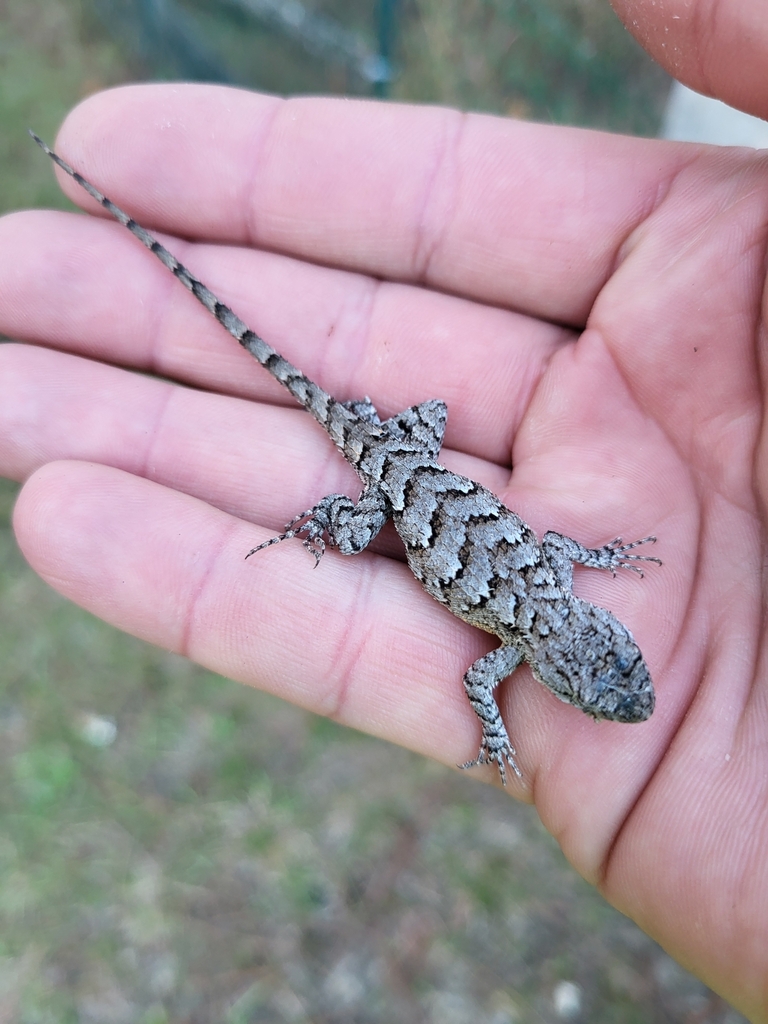 <p>Eastern Fence Lizard, lives in N FL and panhandle, spiny, rough scales, males (and females to a minor extent) have bright blue patches under their neck and abdomen</p>