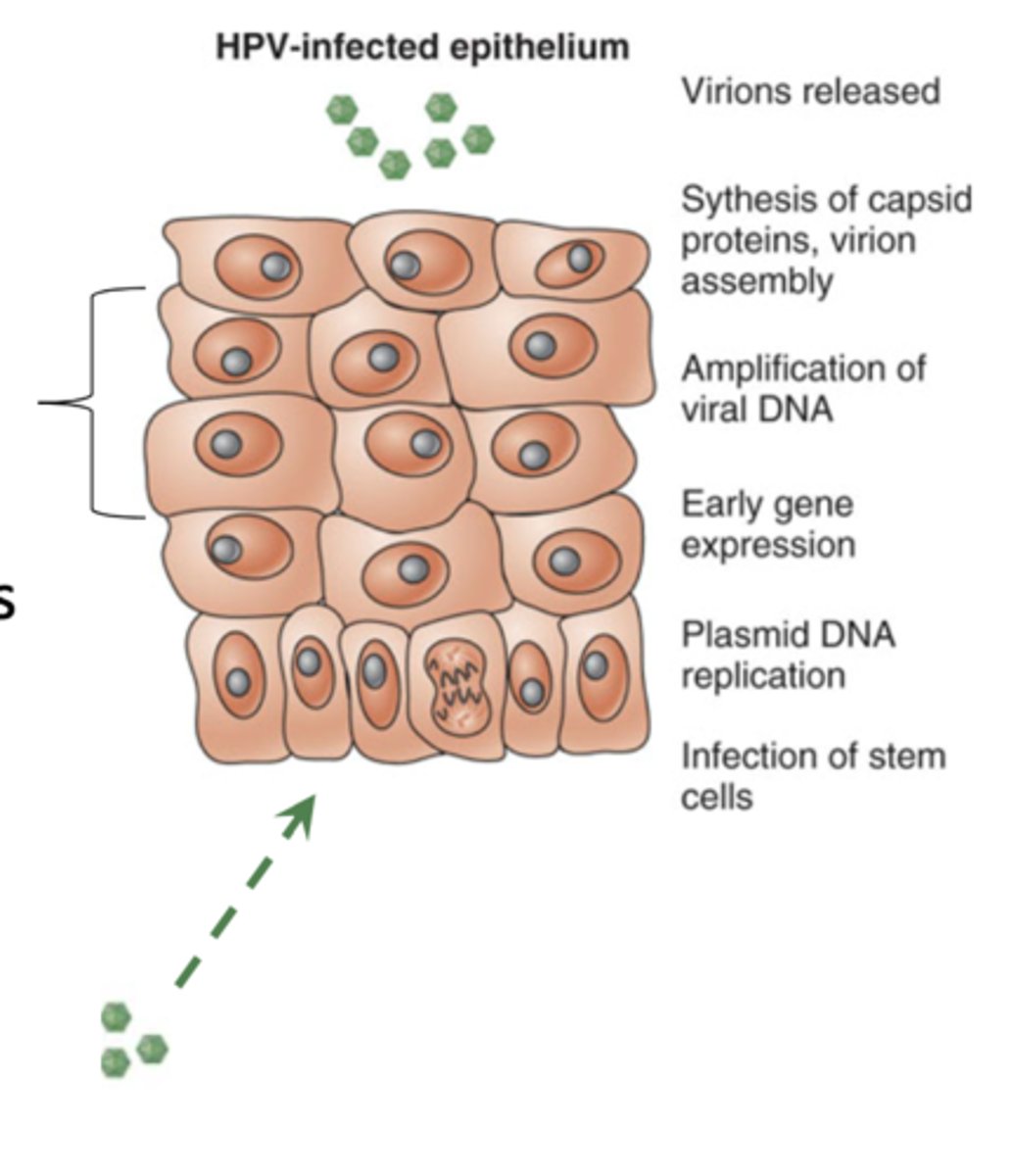 <p>keratinocytes</p>