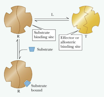 <ul><li><p>The absence of substrate <u>most</u> enzymes molecules are in T <strong>(inactive)</strong> form</p></li><li><p>Presence of substrate shifts equilibrium from <strong>T</strong> <strong>(inactive) form</strong> to <strong>R (active) form</strong></p></li><li><p>Changing from <strong>T to R</strong> and vice verse, the subunits change conformation simultaneously; all the changes are concerted</p></li></ul><p></p>