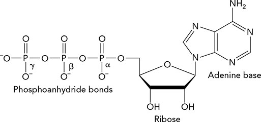 <p><span>For ATP (shown below), cleavage of the bond between __________ has the largest ΔG°′.</span></p>