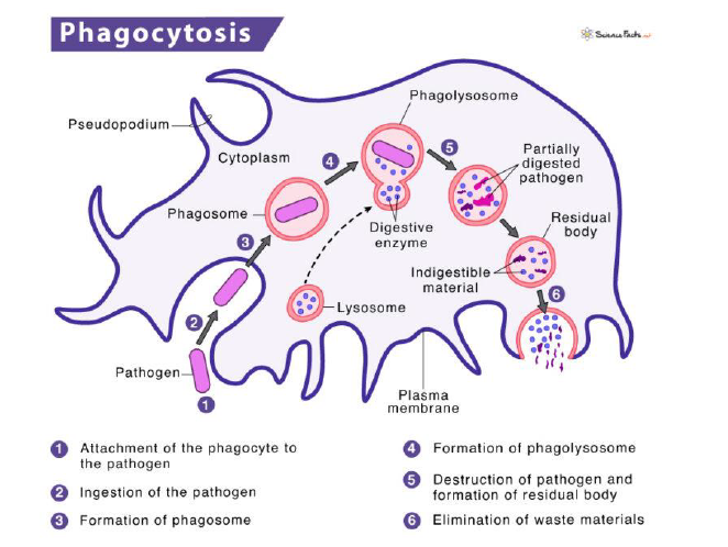 <ol><li><p>Atttachemtn of the phagocyte to the pathogen</p></li><li><p>Ingestion of the pathogen</p></li><li><p>Fomration of phagosome</p></li><li><p>FOmration of phagolysozome</p></li><li><p>Destruction of pathogen and formation of residual body</p><ol><li><p>Elimination of waste materials</p></li></ol></li></ol><p></p>