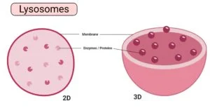 <p>Lysosome are small round organelles which contain hydrolytic enzymes which are kept seperate from the rest of the cell by a membrane</p><p>The digestive enzymes of the lysosome are used to digest invading cells or even destroy the cell itself when needed</p><p></p>