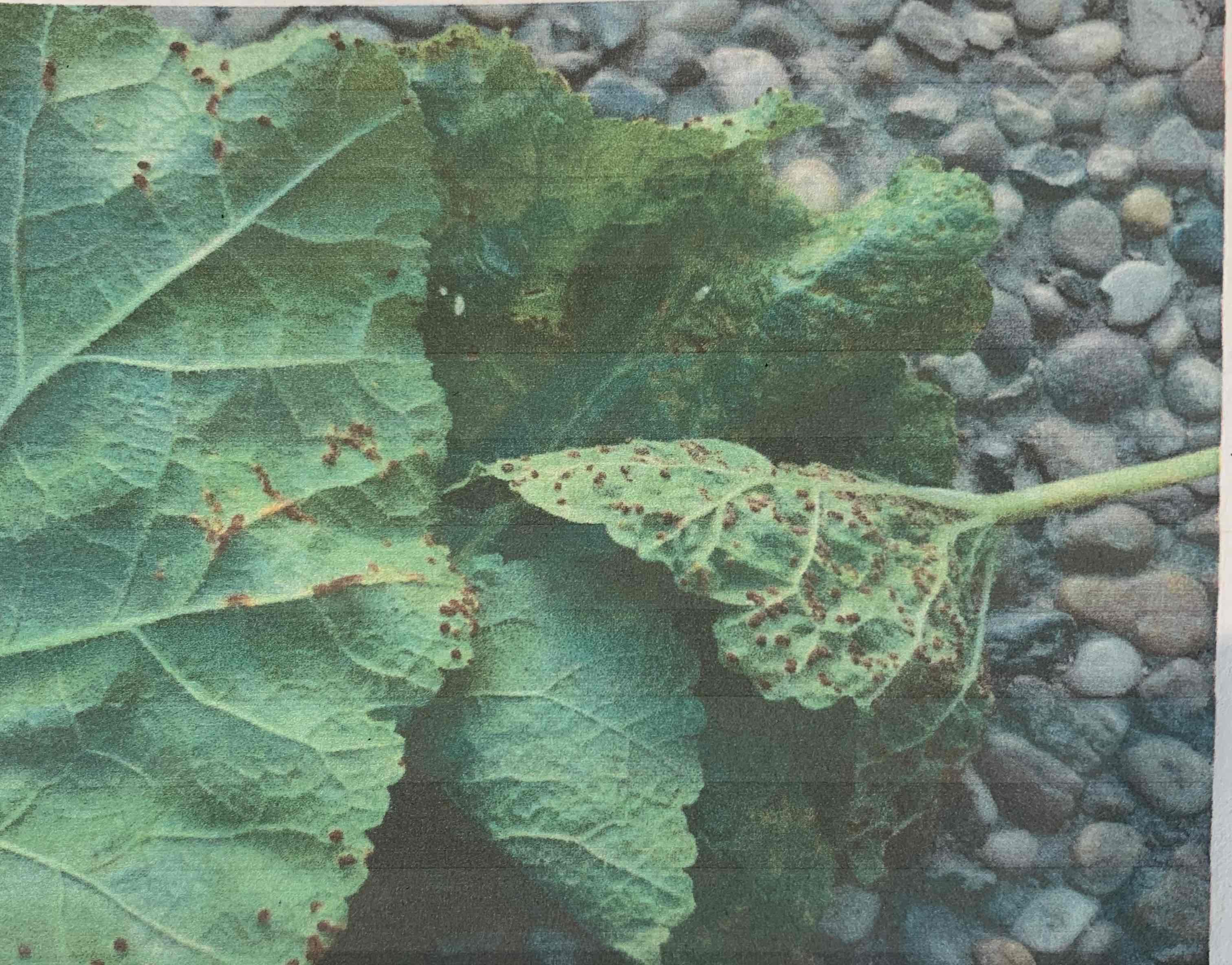 term image