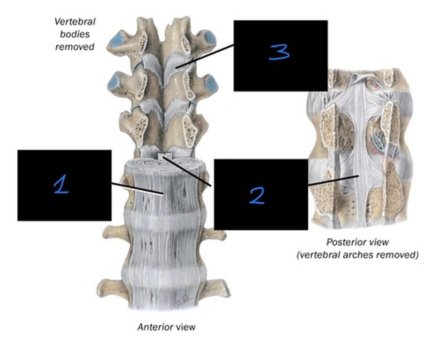 <p>what is image 1?</p>