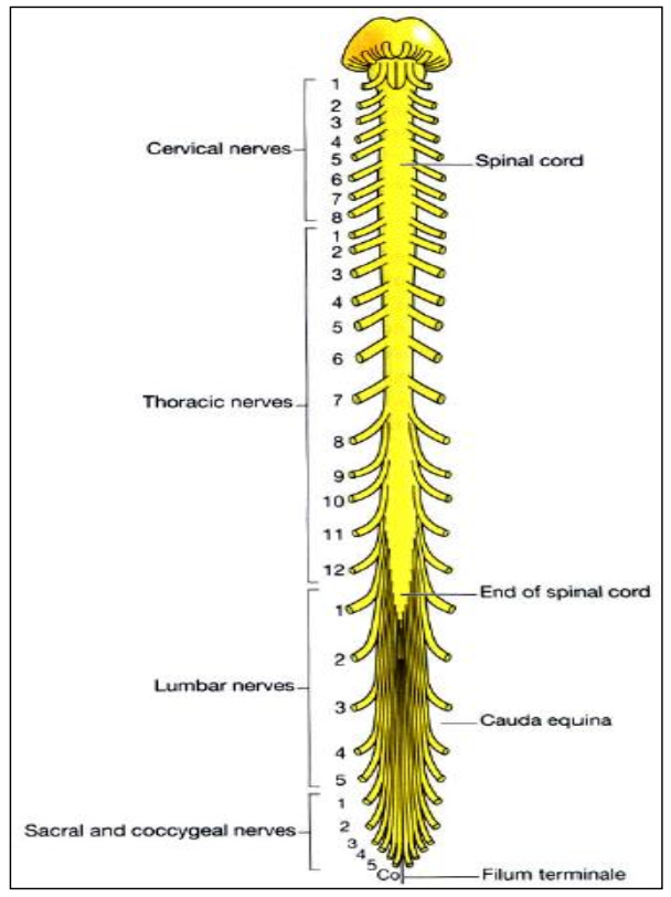 <p>What region does the spinal cord end in?</p>