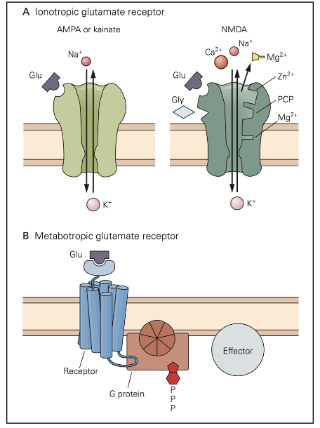 <ul><li><p>glutamaat = belangrijkste excitatoire transmitter van centraal zenuwstelsel</p></li><li><p>receptoren:</p><ul><li><p>metabotrope receptoren:</p><ul><li><p>G-proteïne gekoppeld</p></li><li><p>lange effecten</p></li></ul></li><li><p>ionotrope receptoren:</p><ul><li><p>openen van ionkanalen</p></li><li><p>snelle effecten</p></li><li><p>onderverdeling:</p><ul><li><p>AMPA of kainate</p><ul><li><p>binding van glutamaat opent Na/K-kanaal</p></li></ul></li><li><p>NMDA</p><ul><li><p>complexer: Mg blokkeert opening</p></li><li><p>naast Na & K ook Ca doorlaten</p></li></ul></li></ul></li></ul></li></ul></li></ul><p>→ spelen ook rol in lange termijn potentiatie in hippocampus van mensen</p><p></p>