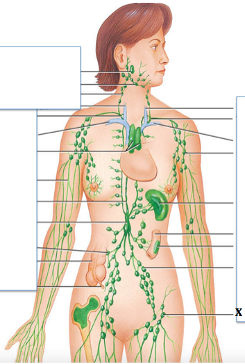 <p>Identify the structure labeled with "<strong>X</strong>"</p>