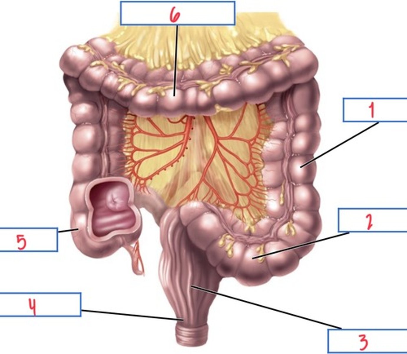 <p>What structure associated with the large intestine is 2?</p>