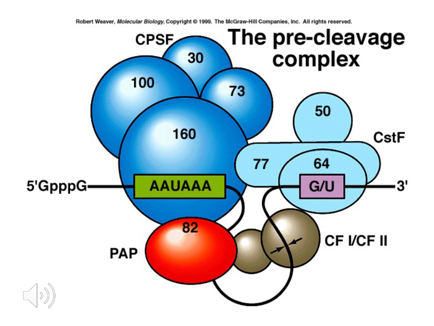 <p>In the pre-cleavage complex, sequences rich in ( ) and ( ) lie 20-40 base pairs Downstream from the AAUAAA sequence.</p>