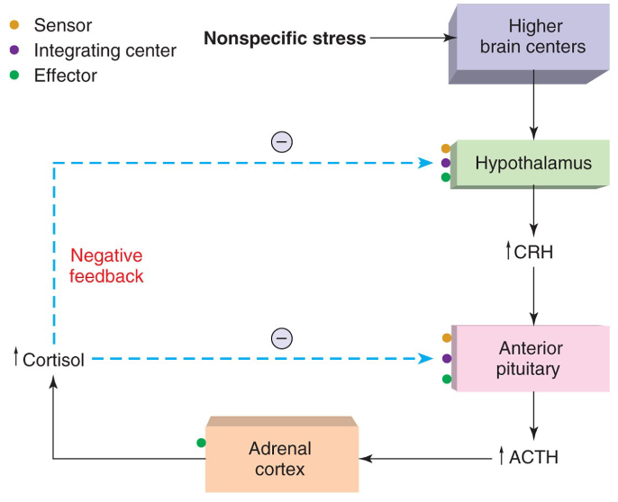 <p>It is a feedback loop between the hypothalamus, pituitary, and adrenal glands = <strong>stress pathway</strong></p><p>→ responsible for regulating  bodily functions using releasing hormones and inhibiting hormones</p><p>→ H releases CRH → P releases ACTH → reaches target gland: Adrenal Cortex → stimulates synthesis of corticosteroids (<strong>stress</strong>)</p>