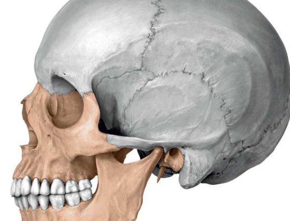 <p>What are the 2 parts of the skull? How many bones does the skull have? </p>