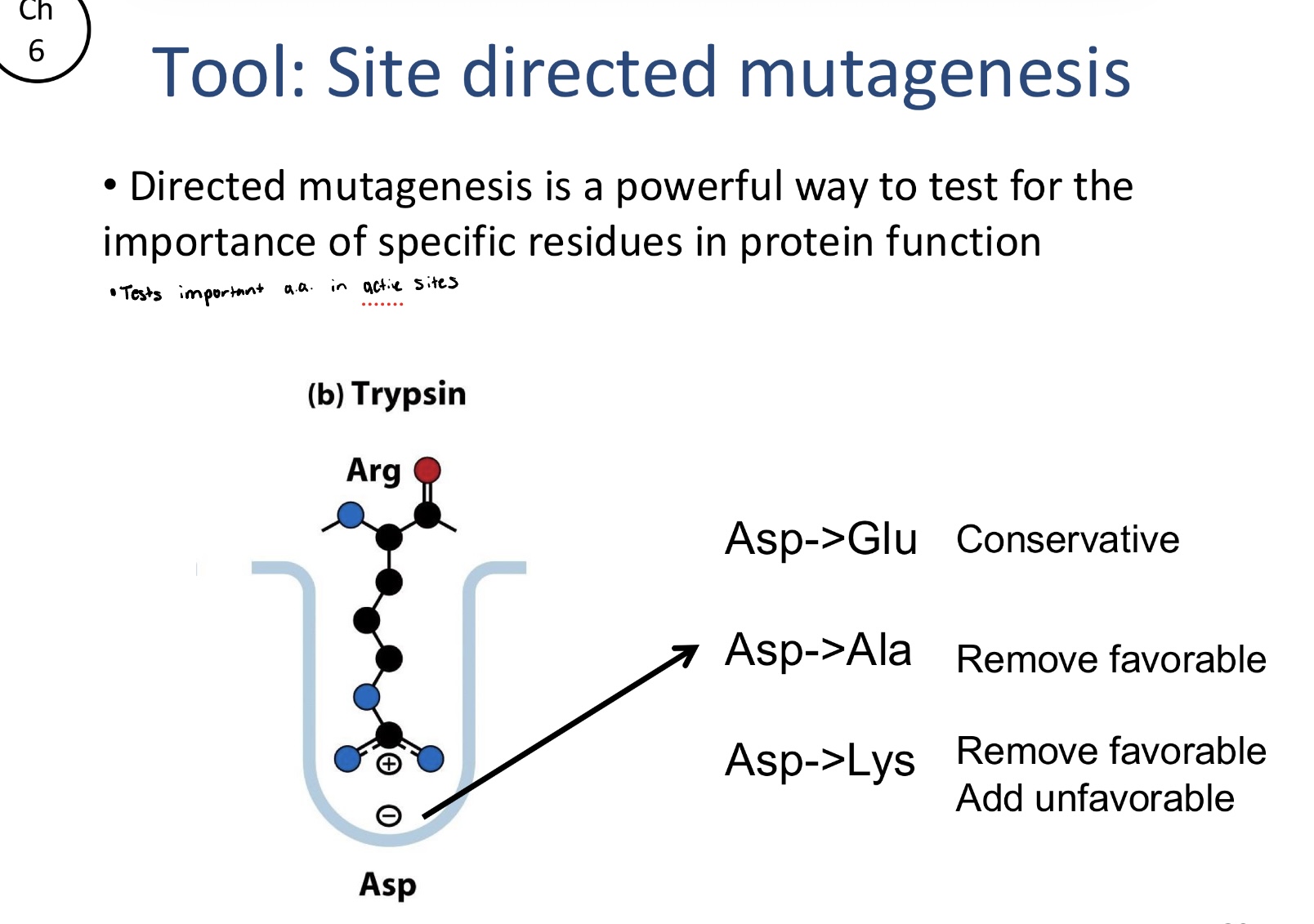 <ul><li><p>Conservative changes: swapping Asp for Glu to see if a similar but slightly different residue maintains function</p></li><li><p>Removing favorable interactions: Swapping Asp to Ala to remove a functional groups that may be critical for catalysis or binding</p></li><li><p>Adding unfavorable interactions: Swapping Asp to Lys to replace a negatively charged residue with a positive one, which can actively disrupt the proteins native environment</p></li></ul><p></p>