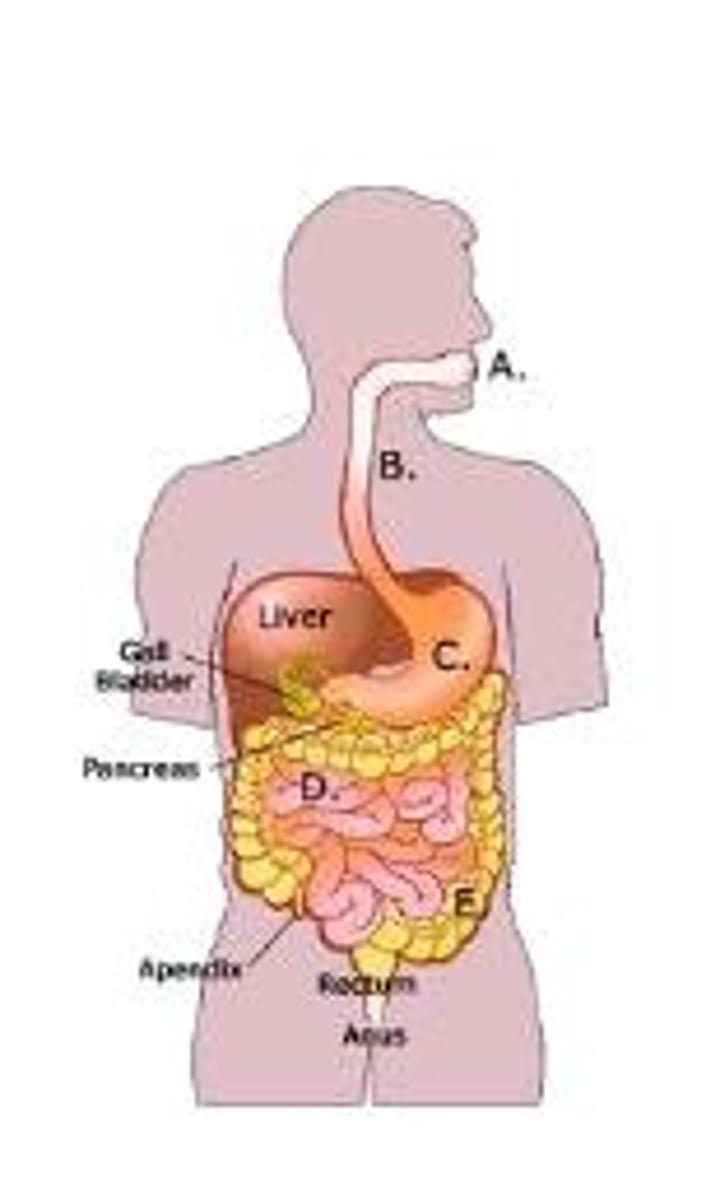 <p>breaks down food into absorb-able units that enter the blood for distribution to body cells. Indigestible foodstuffs are eliminated as feces.</p>