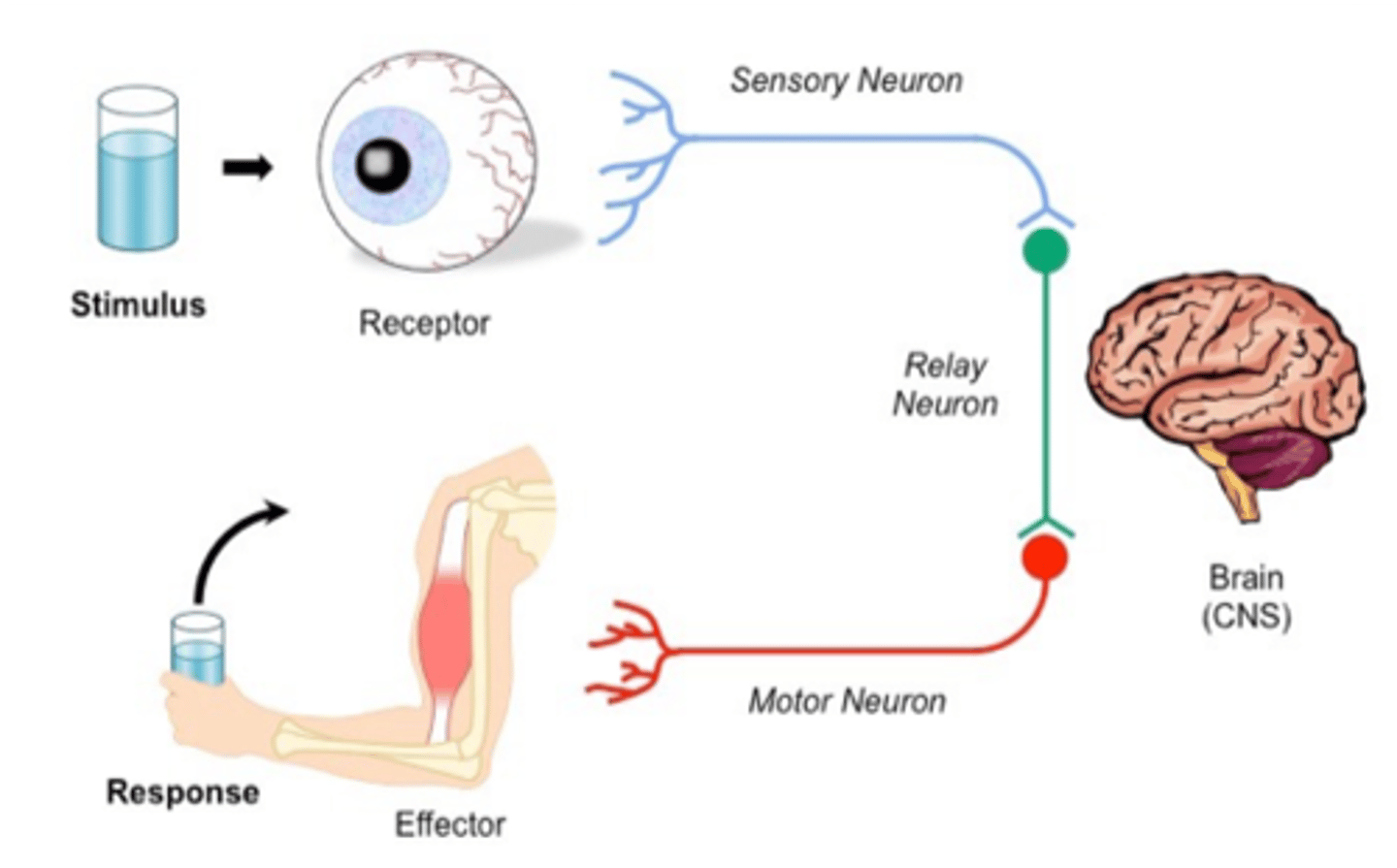 <p>Stimulus - receptor - sensory neuron - control centre - motor neuron - effector - response</p>