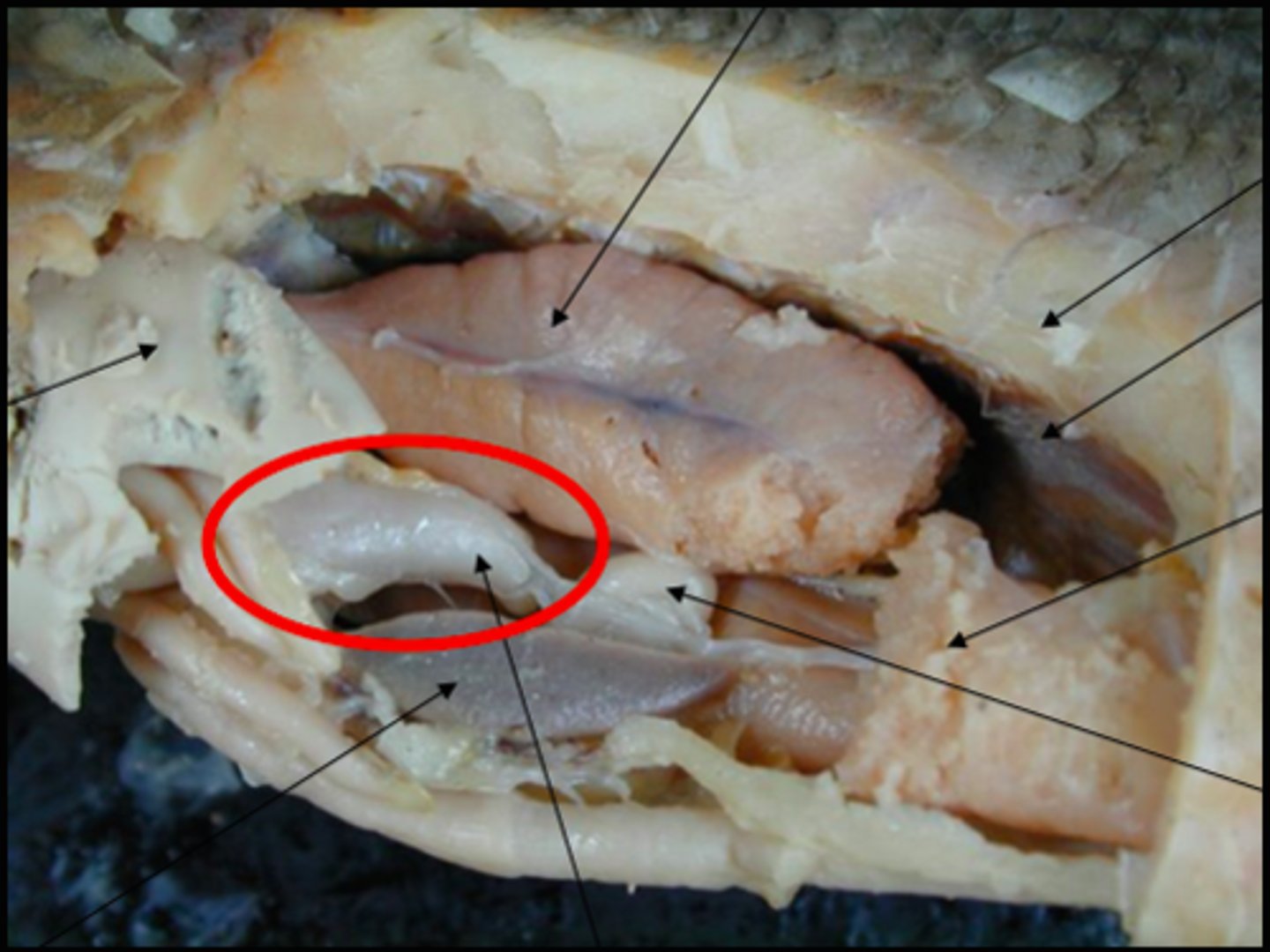 <p>stomach: digestion</p>