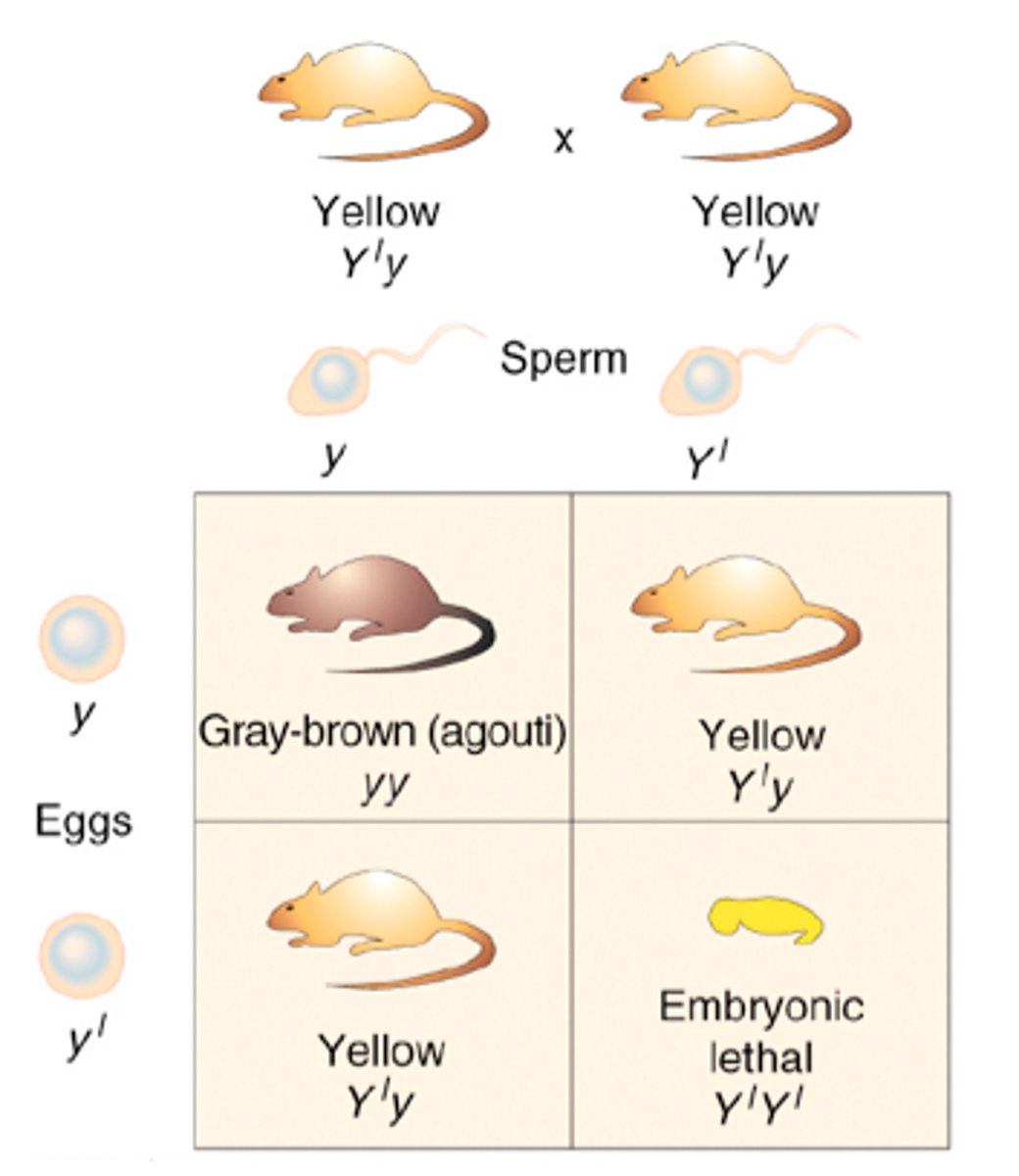 <p>genes that causes death</p>