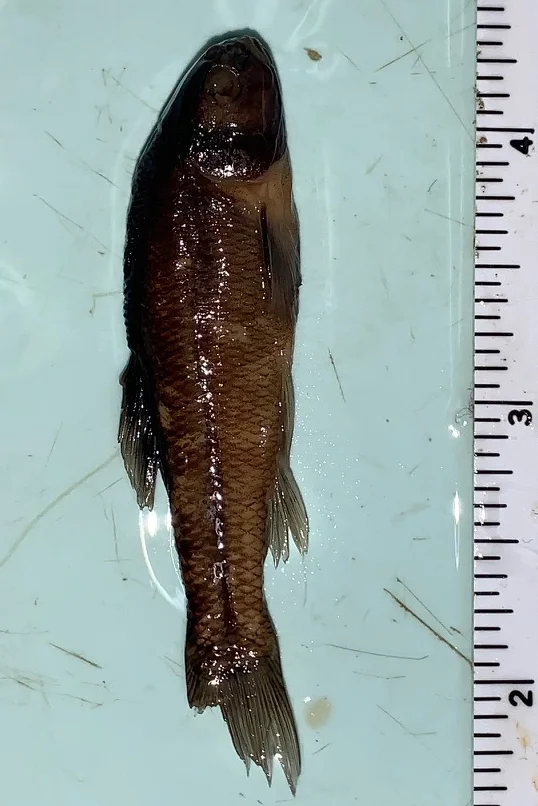 <p>What fish is this?</p>
