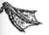 <p>Anatomy of foot dependent on lifestyle. What type of bird’s foot is shown in the picture below? What are its functions? In which types of birds is it typically seen?</p>