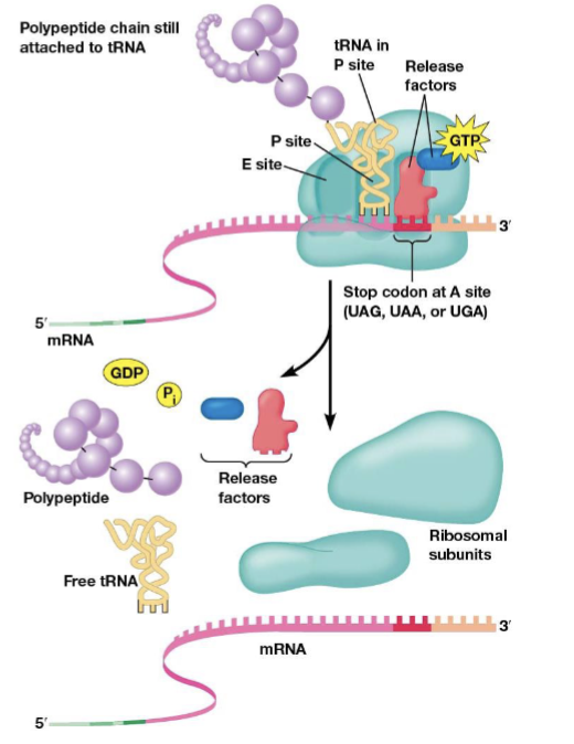 <p>the phenomenon where the shape of protein release factors is similar to tRNAs</p>