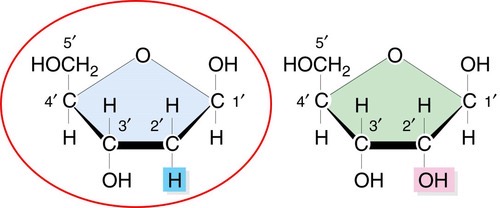 <p>the surgar included in a nucleotide building block of DNA.</p>