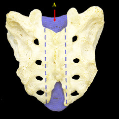 sacrum