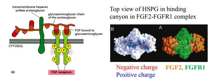 <ul><li><p><strong>Heparan Sulfate Proteoglycans (HSPGs)</strong> are required as co-receptors.</p></li><li><p>FGF first binds to the HSPG chain; this helps <strong>dimerize</strong> two FGFRs, leading to their <strong>autophosphorylation/activation</strong> and initiation of signalling.</p></li><li><p>N<strong>egatively charged HSPG</strong> interacts with <strong>positively charged FGF2</strong> and <strong>FGFR1</strong>, forming the signalling complex.</p></li><li><p><strong>Paracrine FGFs</strong> have <strong>high affinity</strong> for HSPGs, are <strong>retained locally</strong>, and act locally. Whereas, <strong>Endocrine FGFs h</strong>ave <strong>low affinity</strong> for HSPGs, allowing them to <strong>diffuse into the bloodstream</strong> to act distantly.</p></li></ul><p></p>