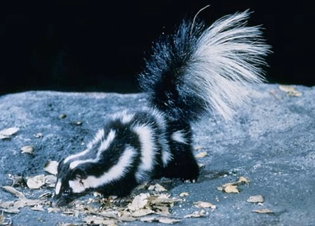 Western spotted skunk
