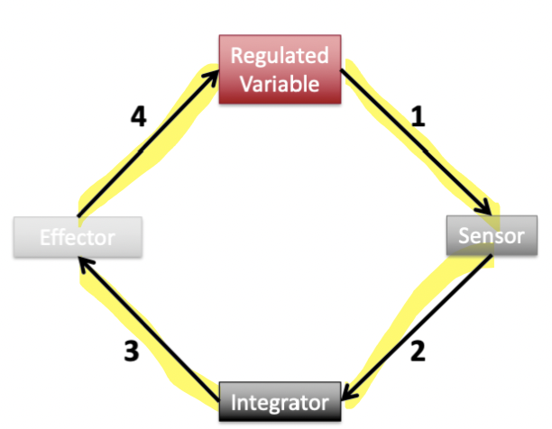 <ol><li><p>A change in the regulated variable results in altered activity of the sensor.</p></li><li><p>The sensor’s change in activity will be received and interpreted by the integrator.</p></li><li><p>The integrator alters the activity of one or more effector(s).</p></li><li><p>The effector(s) acts on the regulated variable to return it to it’s original state.</p></li></ol>