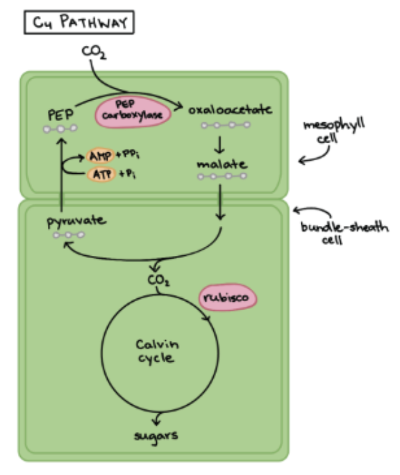 <ul><li><p>Involves <strong>TWO </strong>cells (mesophyll cell and bundle-sheath cell)</p></li><li><p>CO2 is fixed in the mesophyll cell + Calvin Cycle in bundle-sheath cell <strong>→ separated over space</strong></p></li></ul><p></p>