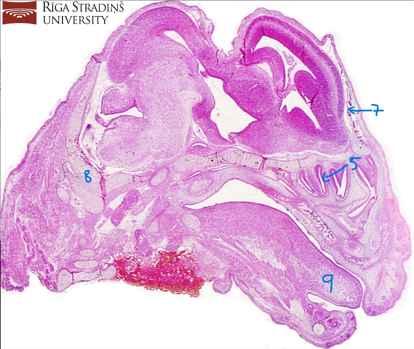 <p>name of slide</p>