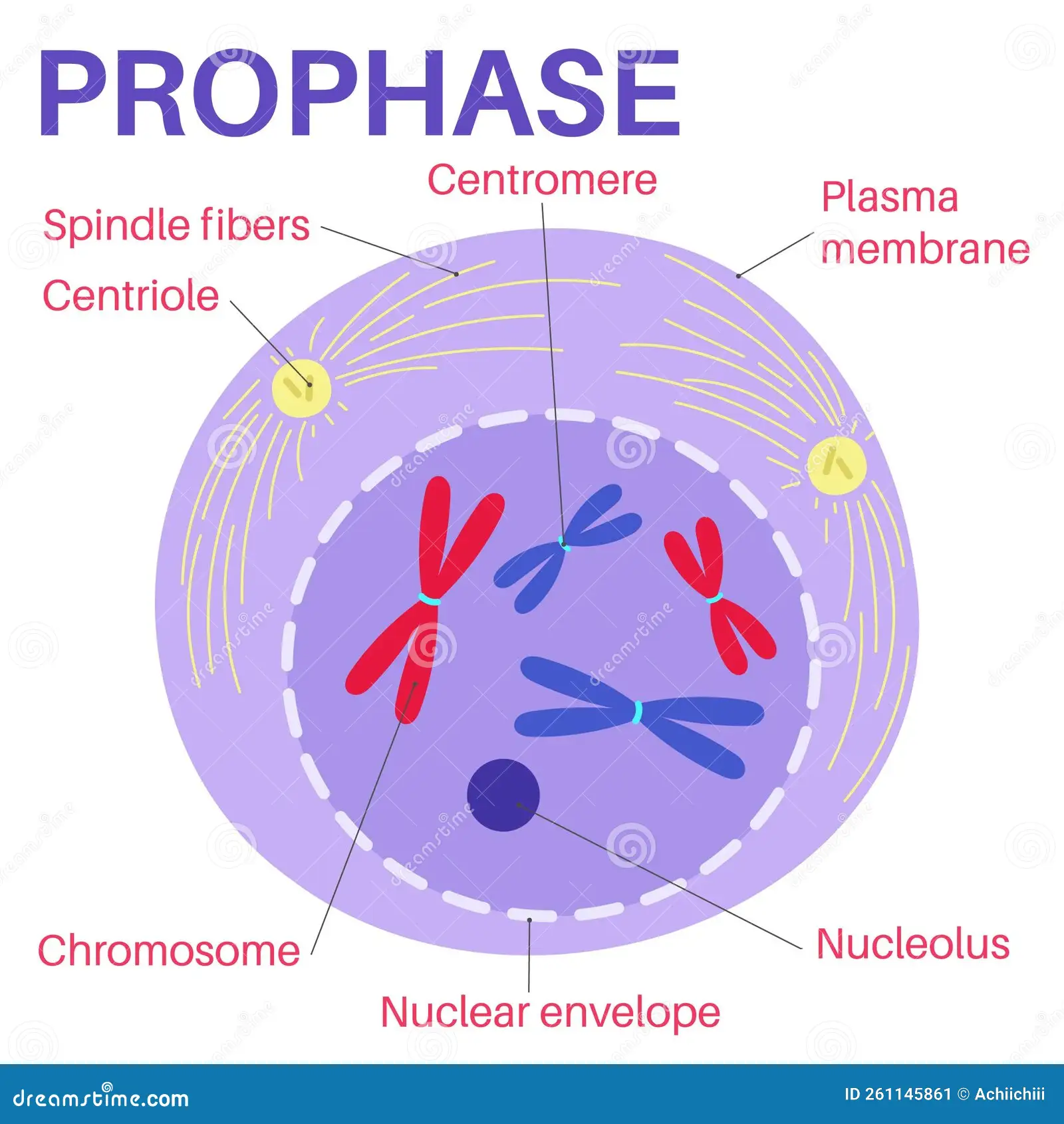 <p>What happens in prophase?</p>