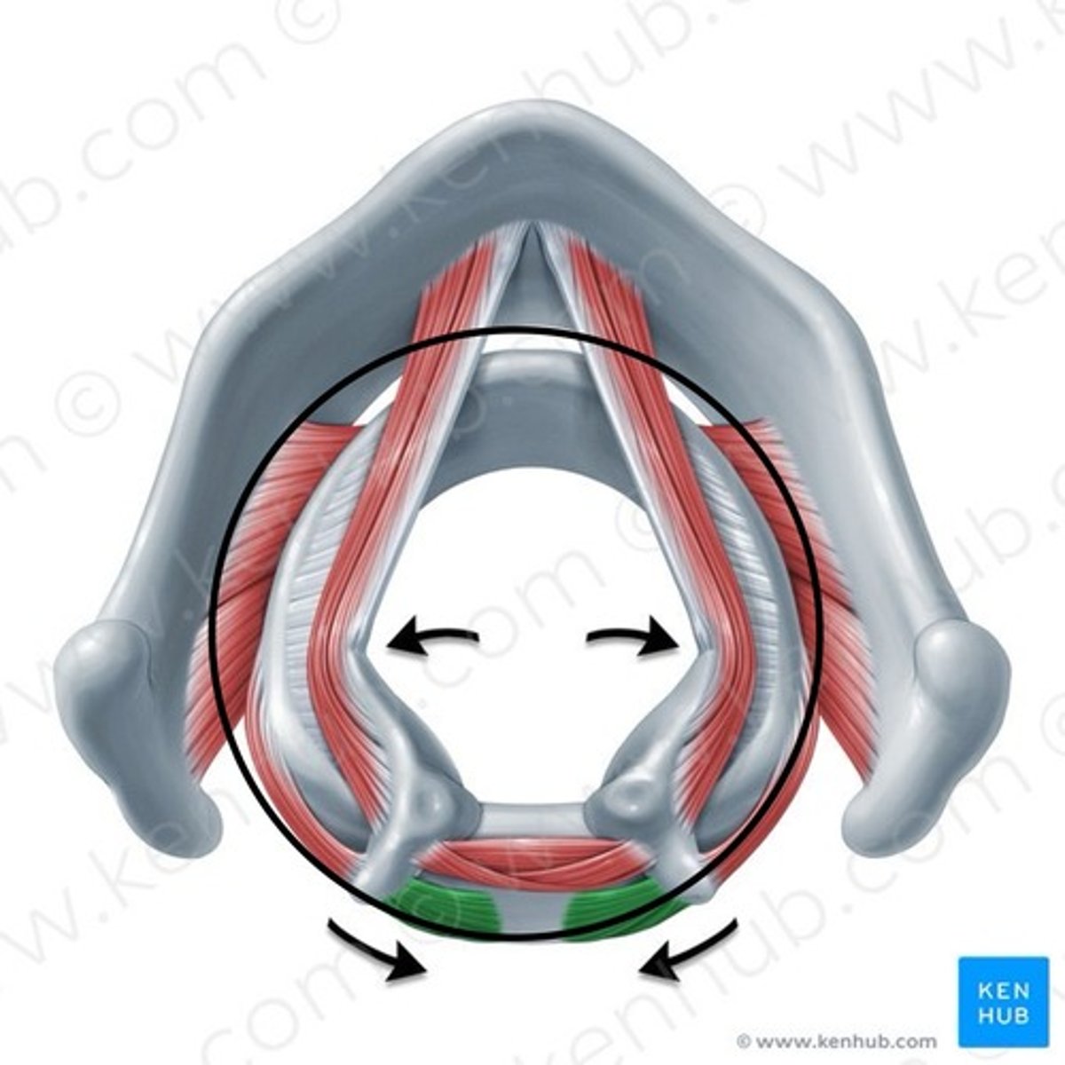 <p>Opening between vocal cords</p>