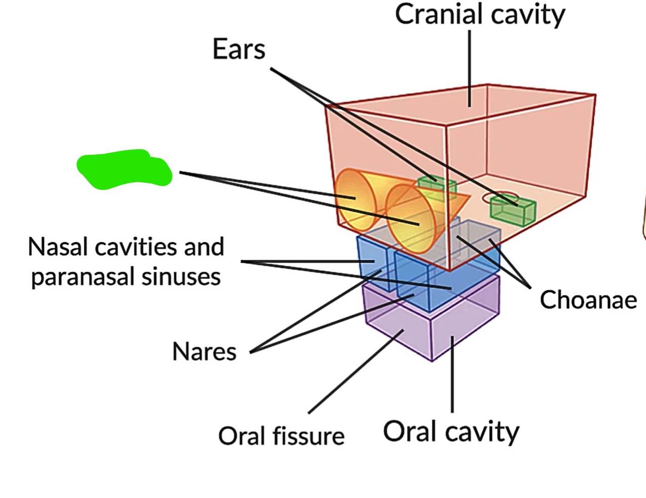 term image